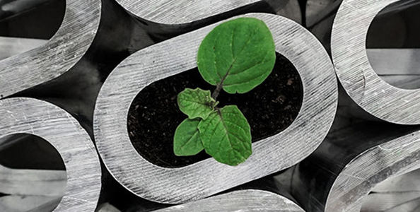 Sustainability Thimble Plant